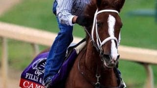 名門・角居厩舎でも評判。２歳馬ファルコニアは「走りの軽さ」が魅力