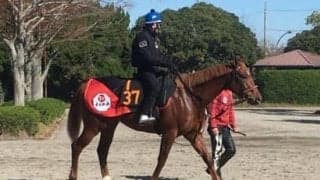 【デイリー杯2歳S】ウイングレイテスト 青木師「重賞でも楽しみ」