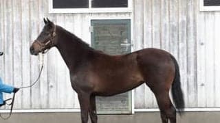 フィエールマンの妹、ルーツドール。調教師は「能力は高い」と太鼓判