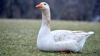 脂肪肝の原因はお酒だけじゃない？