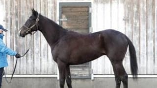 国枝厩舎で「秋のデビュー組では一番」。モーソンピークに称賛の嵐