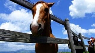 馬油の驚くべき効果効能