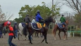 【ステイヤーズS】モンドインテロ 手塚師「冬の時季が合うのか状態がいい」