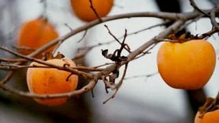 競輪に夢CHU Vol.20