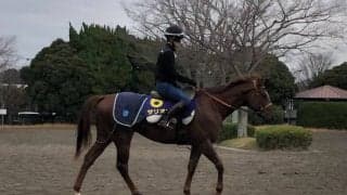 【朝日杯FS】サリオス 3連勝で2歳王者目指す