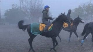 【ターコイズS】コントラチェック 得意の中山で復活なるか