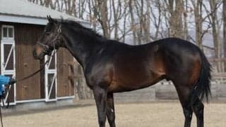 姉ダノンファンタジーより「パワーが増す」アドマイヤベネラが初陣へ