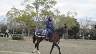 【ホープフルS】ワーケア 手塚師「走る馬らしい良い雰囲気」