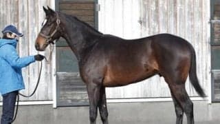 ２億5000万円の高額馬ダノンレガーロ。「秘めているものは、いい」