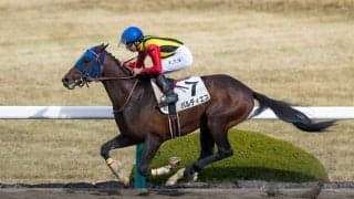 【新馬/阪神4R】エイシンフラッシュ産駒 パルディエスがデビュー勝ち！