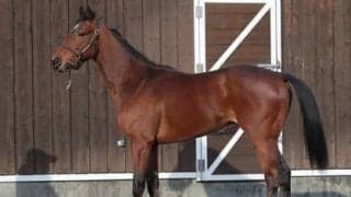 落札額は超高額の５億8000万円。アドマイヤビルゴがまもなくデビュー