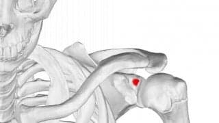 この症状、もしかして四十肩かも・・・？