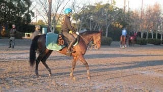 【シンザン記念】サンクテュエール 関東からただ1頭の遠征