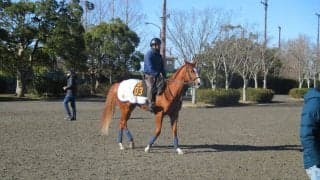 【フェアリーS】シャインガーネット 栗田徹師「精神的にドッシリしている」