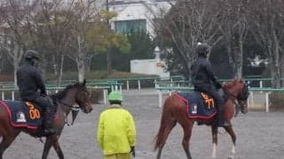 【京成杯】スカイグルーヴ 重賞挑戦で牡馬相手で果たして