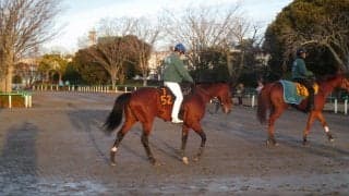 【京成杯】ゼノヴァース 藤沢和師「ここでどれだけやれるか」