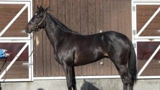 ヴィルシーナの子、レヴィオーサは「父キンカメ似で、素直な性格」