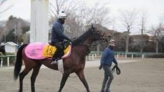 【AJCC】ミッキースワロー 菊沢師「体に張りある」