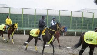 【シルクロードS】ペイシャフェリシタ 高木師「上積みは十分」
