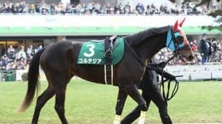 京都の重賞は大荒れ中。きさらぎ賞も「パワー型」３頭が高配当を生む