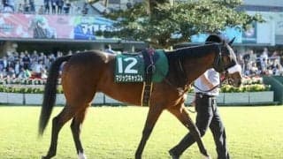 血統で見るクイーンＣ。「旬の配合」馬が桜花賞の有力候補に躍り出る