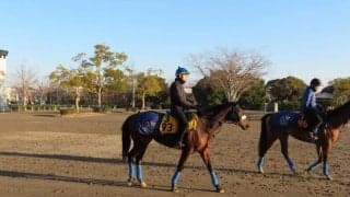 【京都記念】カレンブーケドール 国枝師「八分くらいの仕上がり」