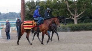 【共同通信杯】ダーリントンホール 立て直しで巻き返しなるか