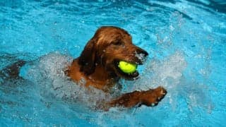 テニスボール犬、ギネス世界記録に挑戦！