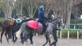 【中山記念】ウインブライト ミナリク「とてもいいコンディション」