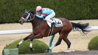 【新馬/阪神4R】アンジェロフィリオが大差圧勝でデビューV