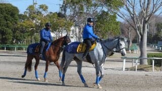 【阪神大賞典】ボスジラ 国枝師「ここでもやれる」