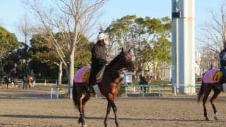 【日経賞】ミッキースワロー 菊沢師「スタートがポイント」