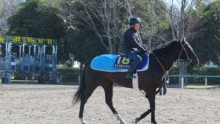 【高松宮記念】ナックビーナス 杉浦師「いい馬場で走らせたい」