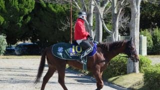 【高松宮記念】セイウンコウセイ 得意の舞台で再び