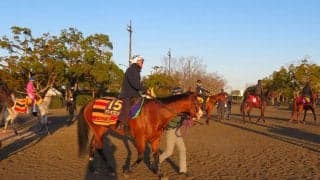 【高松宮記念】タワーオブロンドン  藤沢和師「ヤル気も出てきた」