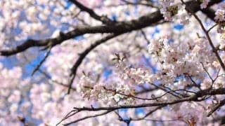 活動自粛、新歓中止…“異例づくめ”の今、体育会部活にできることとは