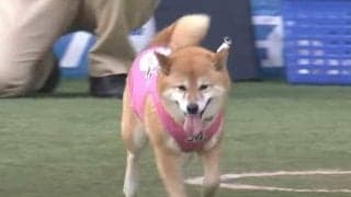 【始球式名場面】まさに癒やしの存在　愛くるしい「わさび」ちゃんにメロメロ「可愛すぎる」