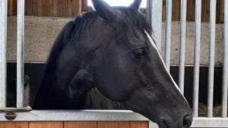 【フォンテーヌブロー賞】ヘルタースケルターが6着 ルジェ師「前残りと馬場」