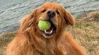 口の中にテニスボール6つ!?　かわいい世界記録に米注目「毛皮のように心温まる話」