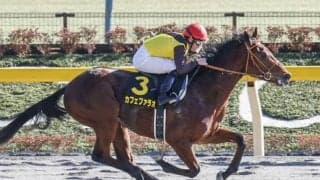 【ユニコーンS予想オッズ】ヒヤシンスS優勝馬カフェファラオが予想1番人気