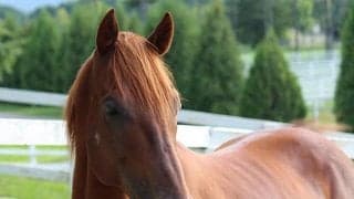 【海外競馬】英米G1馬コンデュイットが死亡、15歳　日本で種牡馬生活も