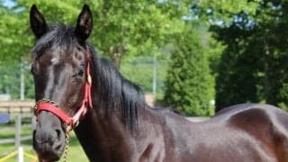 【次走】ユーバーレーベンは札幌2歳Sへ