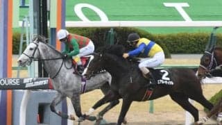 【東京JS想定】障害6戦全てで馬券圏内のトラスト、中山新春JS覇者スプリングボックスなど12頭