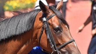 【地方競馬】大井で放馬事故が発生　運河に転落ののち確保、負傷者等はなし