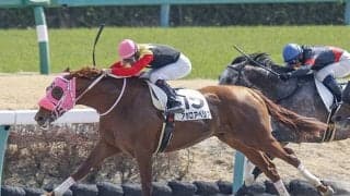 【ユニコーンS予想】比較的堅く収まる傾向にある3歳ダート重賞！ 穴候補として狙いたい馬の条件とは？/JRAレース展望