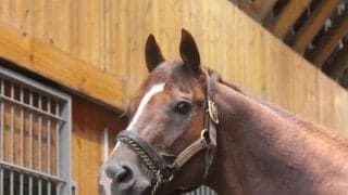 【JRA】ゴールドアリュール産駒がJRA通算1000勝達成