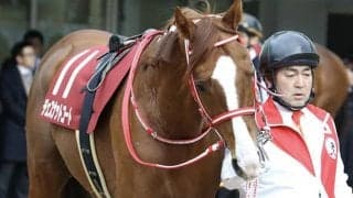 【先週のJRA抹消馬】豪G1出走チェスナットコート、ミッキーアイル半弟タイセイスターリーなど