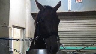 【大井・帝王賞】ノンコノユメ　古巣・中央勢を迎え撃つ！