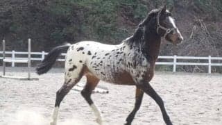 馬の命を預かった責任…苦難乗り越えたあしずりダディー牧場