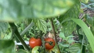 第699回  天声人語  執筆者・小林夏実